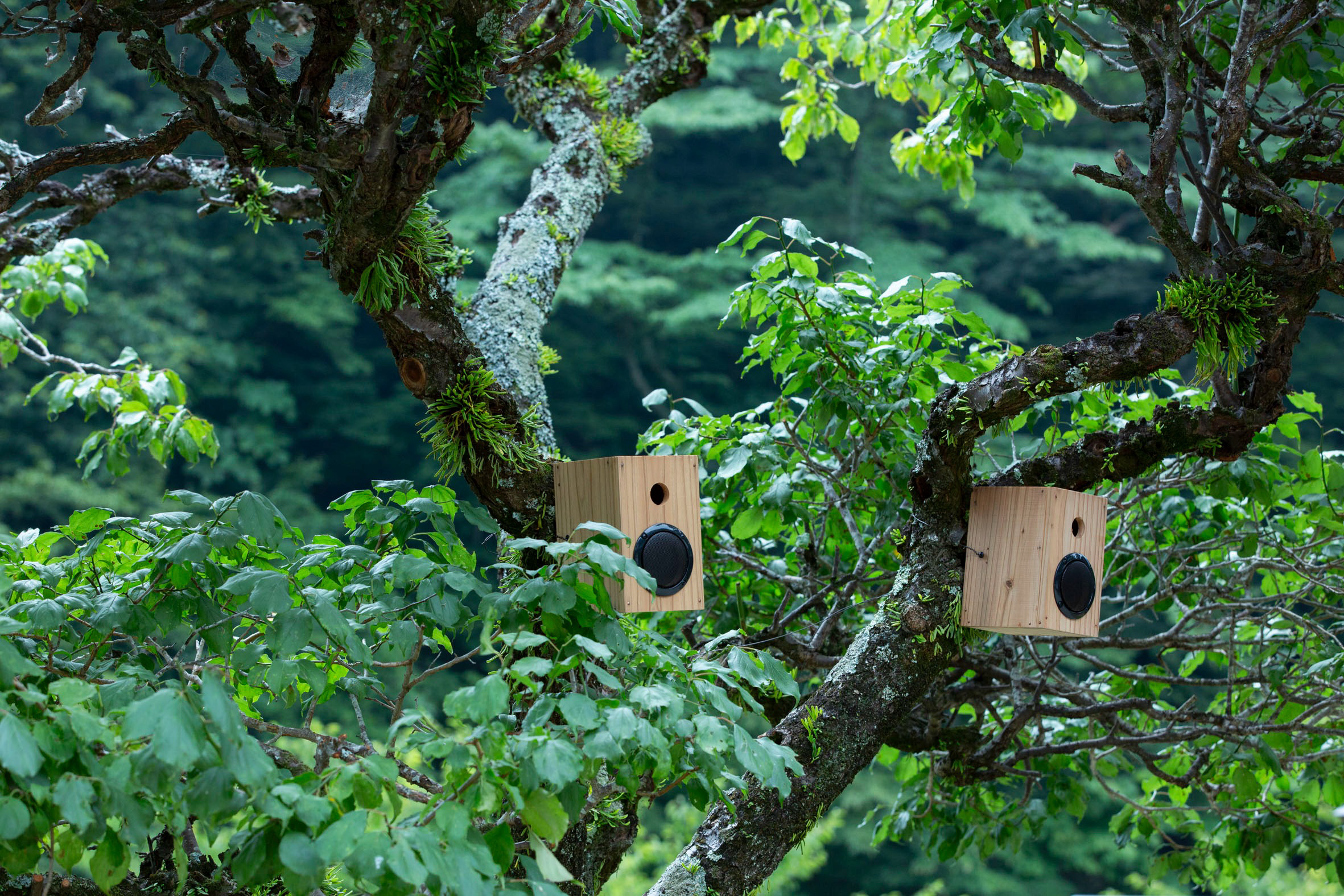 小鳥たちのために